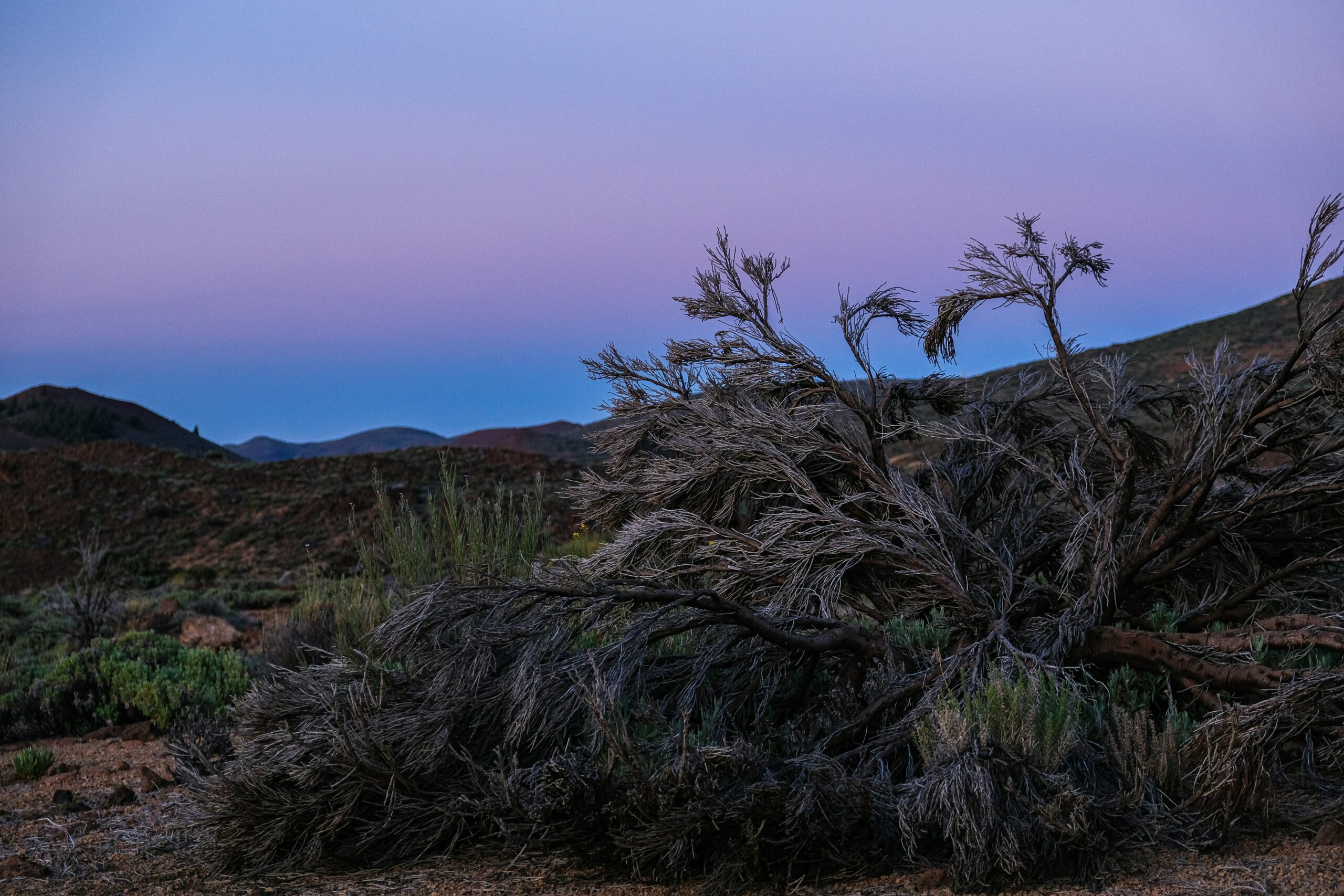 a tree that is sitting in the dirt